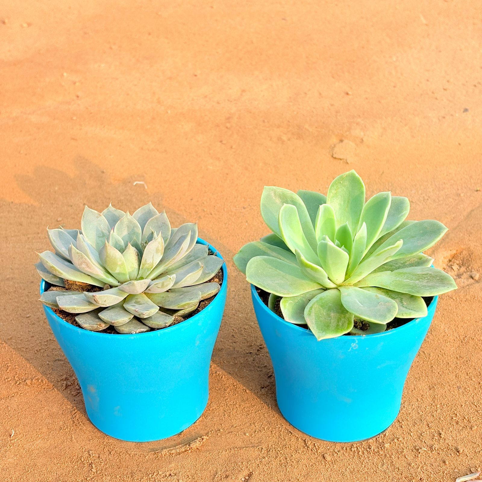 Set of 2 - Echeveria Elegans Red Tipped Succulent & Echeveria Elegans Succulent in 4 Inch English Blue Premium Daisy Plastic Planter