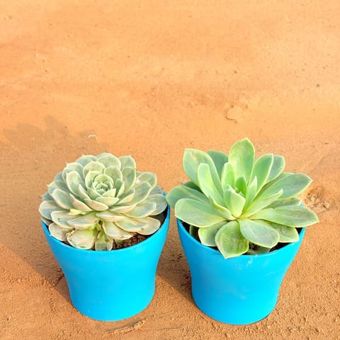 Set of 2 - Echeveria Green Succulent & Echeveria Elegans Succulent in 4 Inch Live Fresh Plant English Blue Premium Daisy Plastic Planter in Surya Nagar