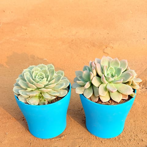 Set of 2 - Echeveria Green Succulent & Echeveria Albicans Succulent in 4 Inch Live Fresh Plant English Blue Premium Daisy Plastic Planter in Chhatarpur