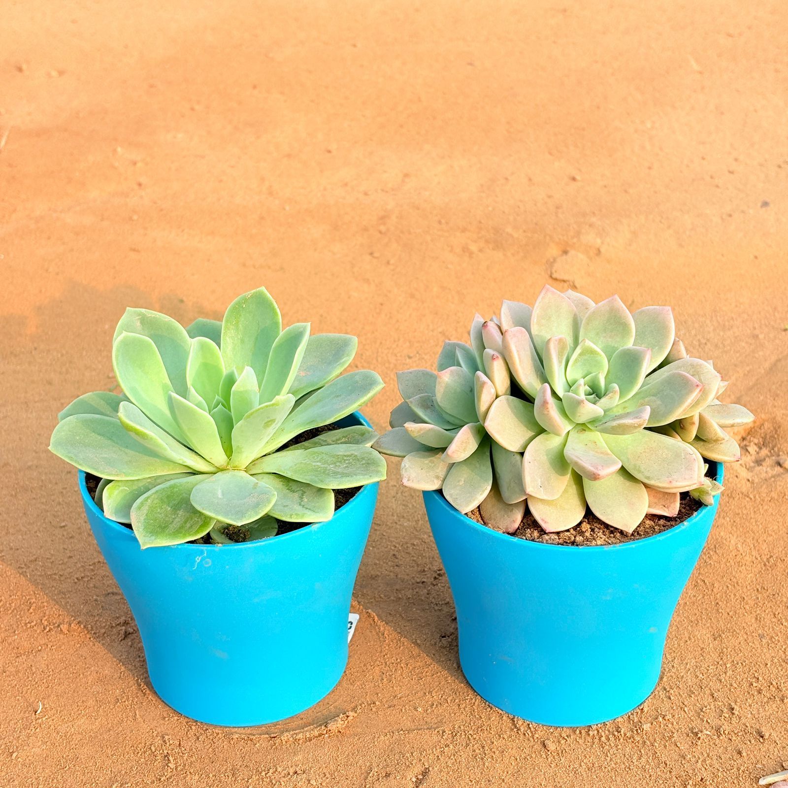 Set of 2 - Echeveria Elegans Succulent & Echeveria Albicans Succulent in 4 Inch English Blue Premium Daisy Plastic Planter