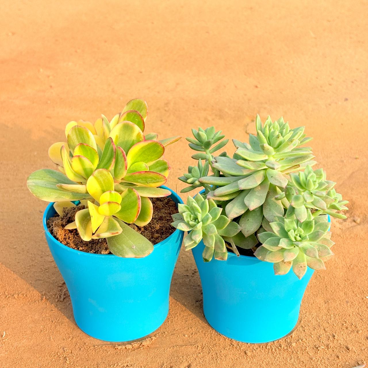 Set of 2 - Echeveria Red Succulent & Crassula Variegated Succulent in 4 Inch English Blue Premium Daisy Plastic Planter