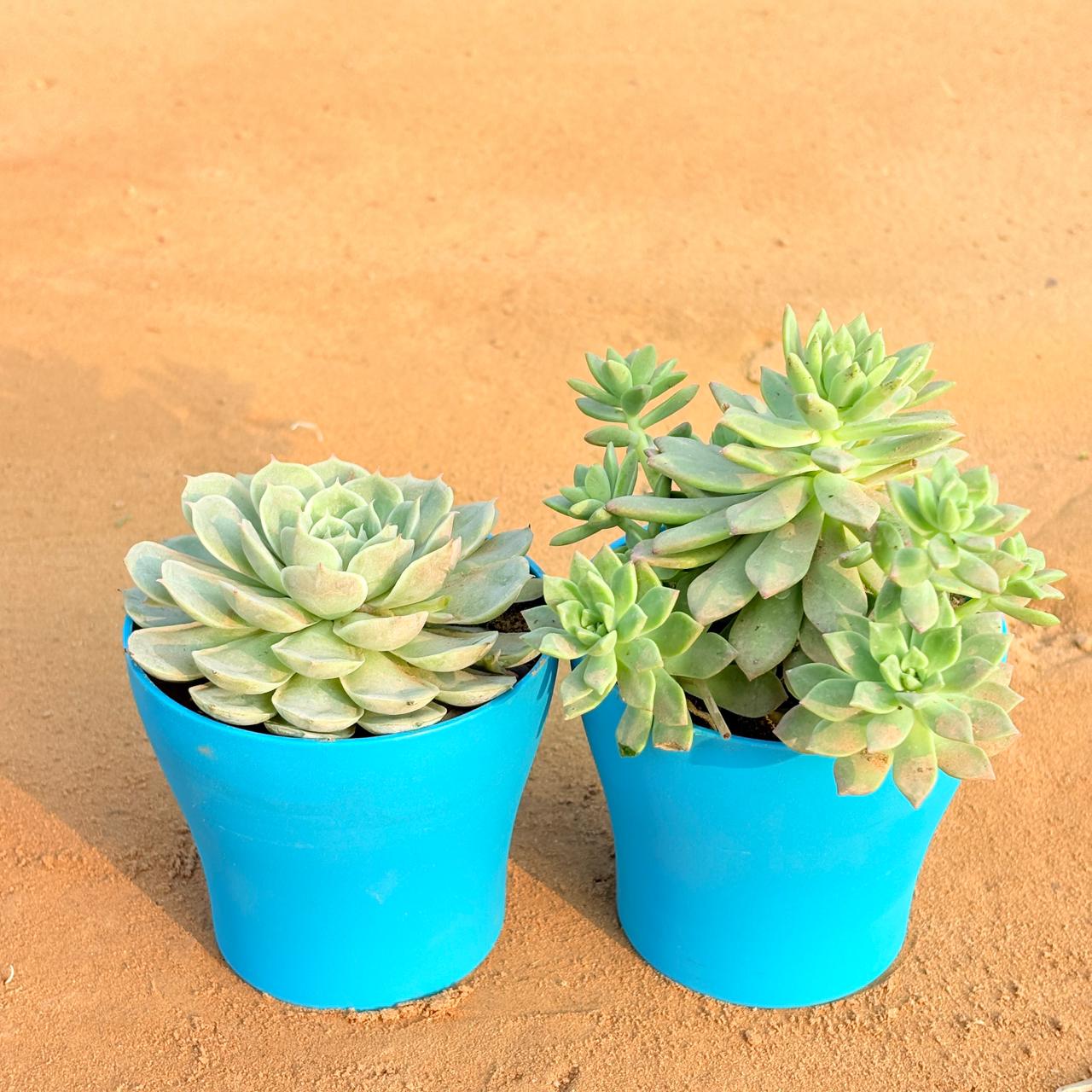 Set of 2 - Echeveria Green Succulent & Echeveria Red Succulent in 4 Inch English Blue Premium Daisy Plastic Planter