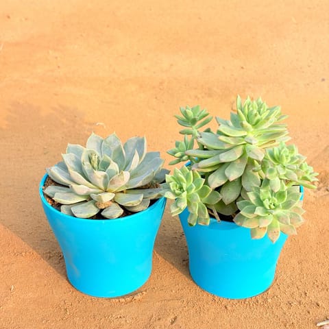 Set of 2 - Echeveria Elegans Red Tipped Succulent & Echeveria Red Succulent in 4 Inch Live Plant English Blue Premium Daisy Plastic Planter