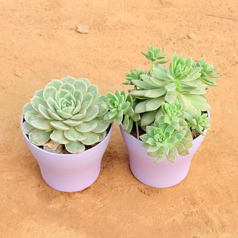 Set of 2 - Echeveria Green Succulent & Echeveria Red Succulent in 4 Inch Live Plant Purple Premium Daisy Plastic Planter