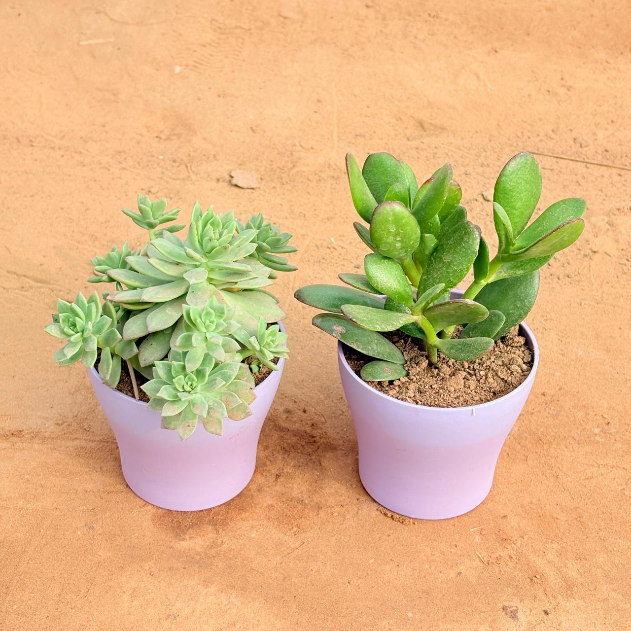 Set of 2 - Echeveria Red Succulent & Crassula Ovata/ Dhan Kuber in 4 Inch Purple Premium Daisy Plastic Planter