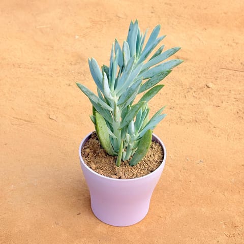 Curio Repens Succulent in 4 Inch Purple Premium Daisy Plastic Planter
