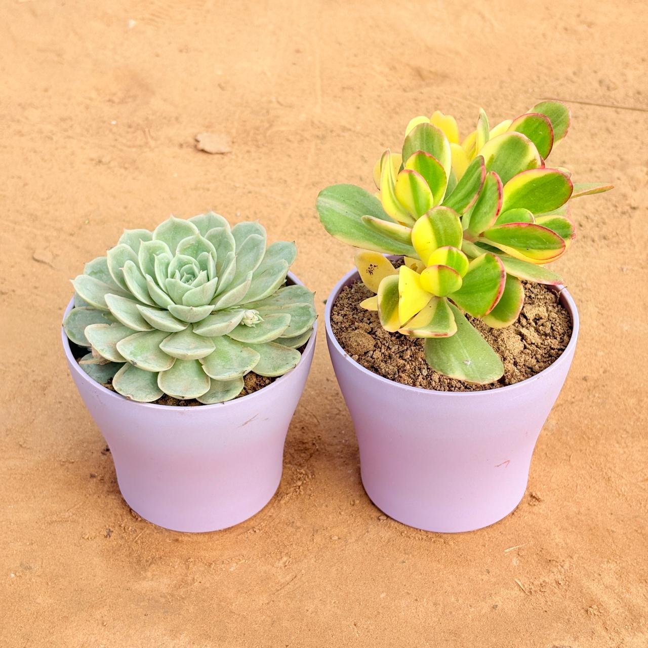 Set of 2 - Echeveria Green Succulent & Crassula Variegated Succulent in 4 Inch Purple Premium Daisy Plastic Planter