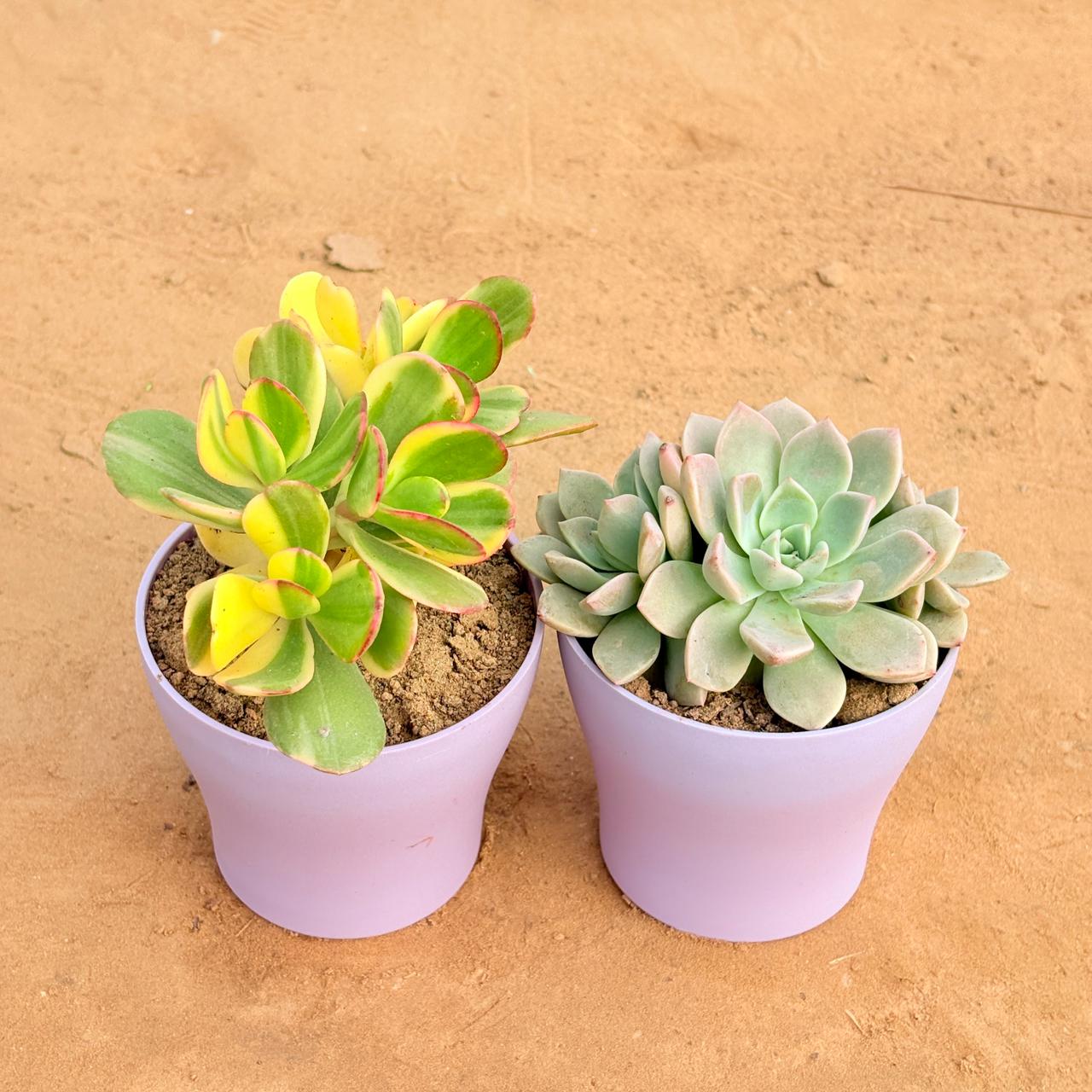 Set of 2 - Echeveria Albicans Succulent & Crassula Variegated Succulent in 4 Inch Purple Premium Daisy Plastic Planter