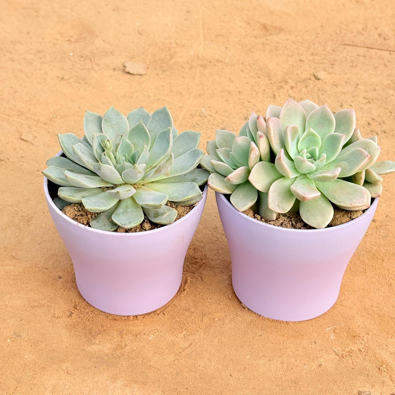 Set of 2 - Echeveria Elegans Red Tipped Succulent & Echeveria Albicans Succulent in 4 Inch Purple Premium Daisy Plastic Planter