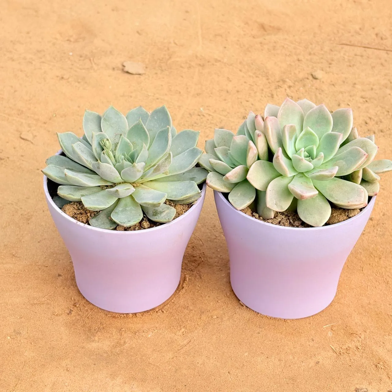 Set of 2 - Echeveria Elegans Red Tipped Succulent & Echeveria Albicans Succulent in 4 Inch Purple Premium Daisy Plastic Planter