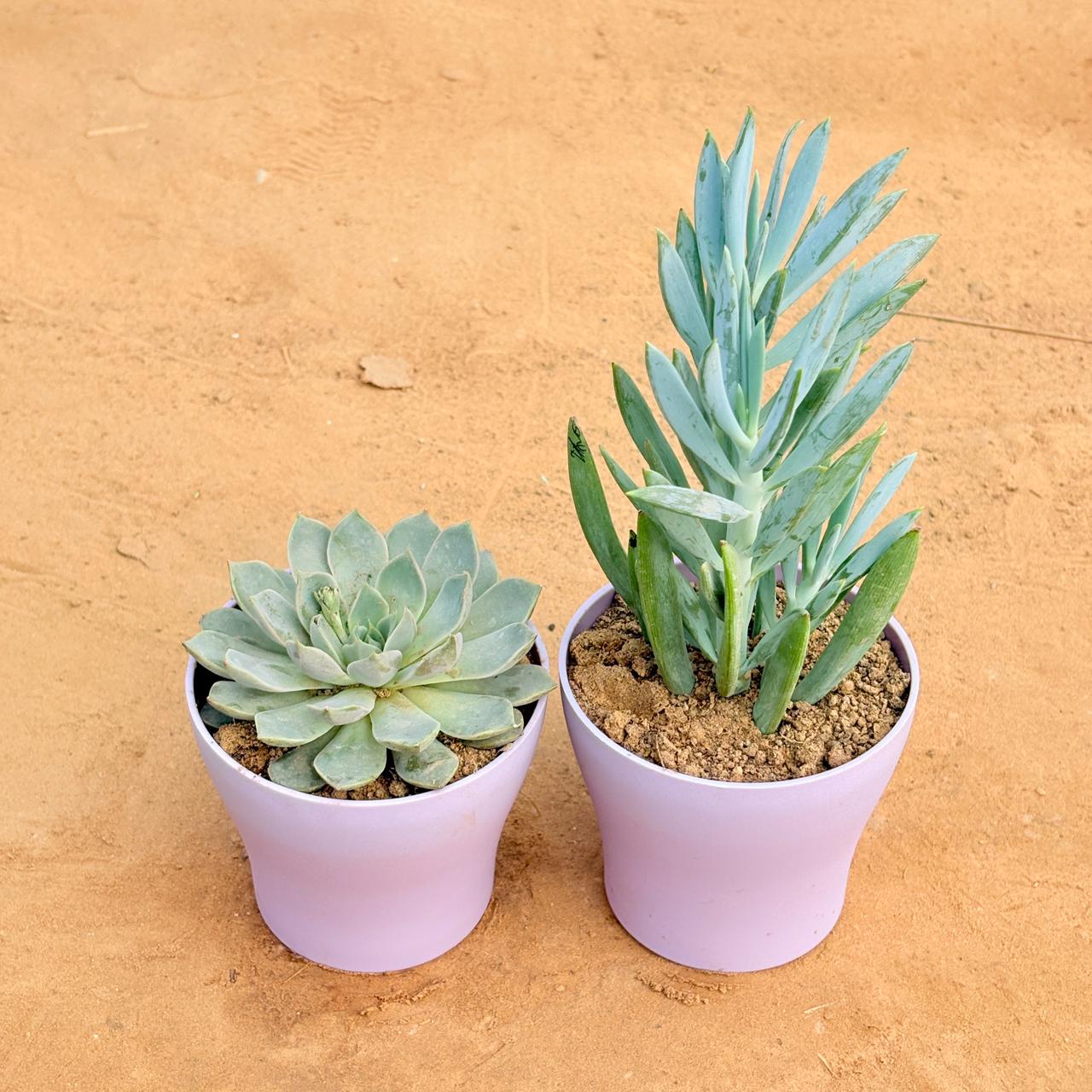 Set of 2 - Echeveria Elegans Red Tipped Succulent & Curio Repens Succulent in 4 Inch Purple Premium Daisy Plastic Planter