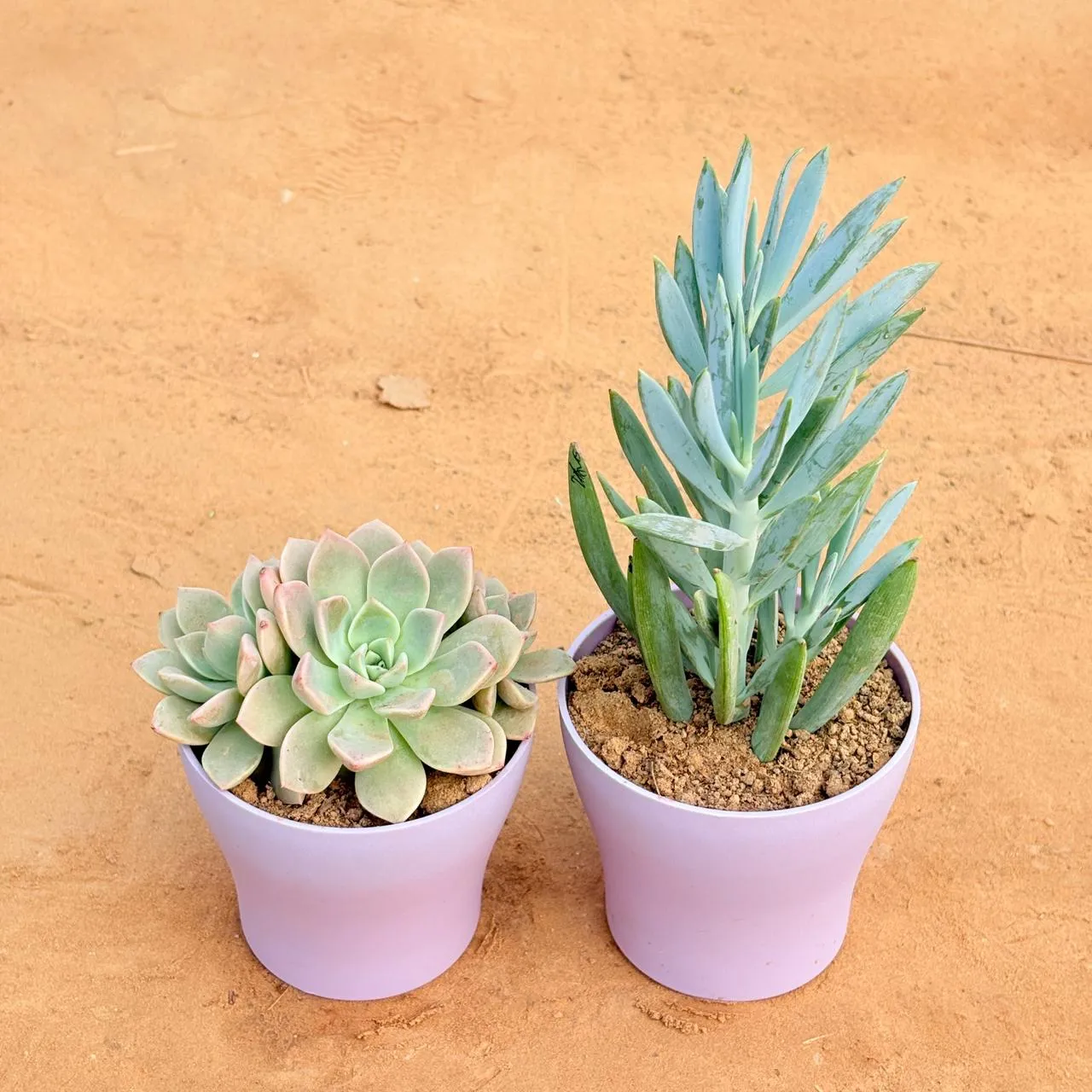 Set of 2 - Echeveria Albicans Succulent & Curio Repens Succulent in 4 Inch Purple Premium Daisy Plastic Planter