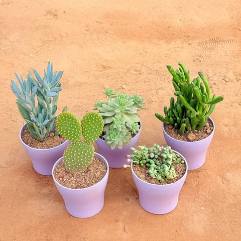 Set of 5 - Bunny Ear Cactus, String of Pearls Succulent, Curio Repens Succulent, Echeveria Red Succulent & Crassula Gollum Jade/ Finger Succulent in 4 Inch Purple Premium Daisy Plastic Planter