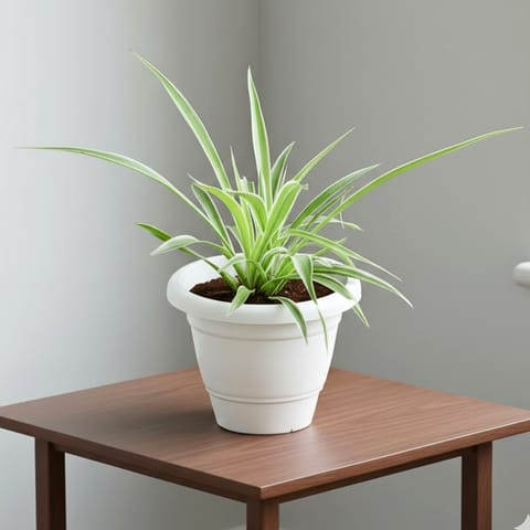 Spider in 10 Inch White Classy Plastic Pot