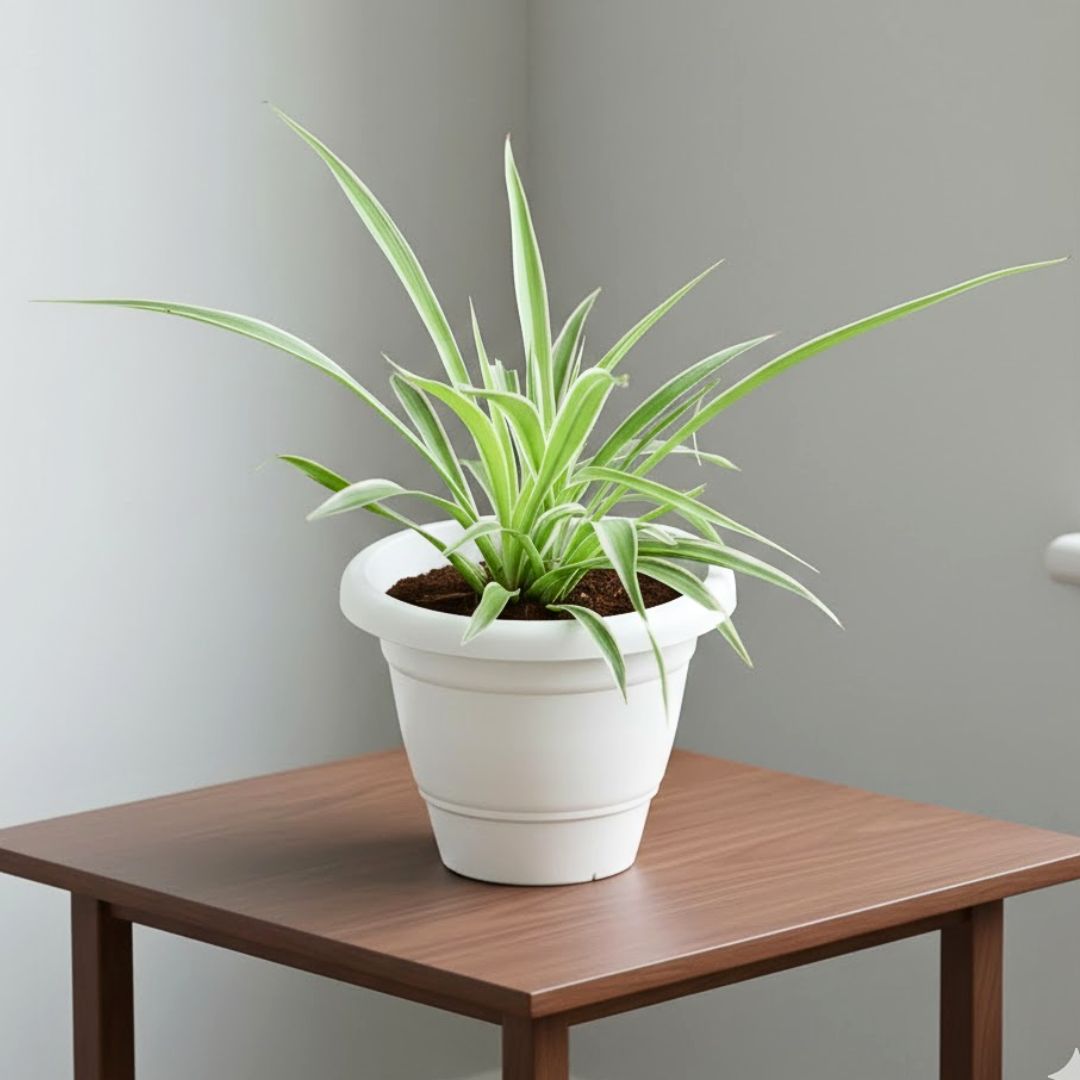 Spider in 10 Inch White Classy Plastic Pot