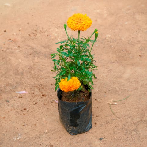 Marigold (any colour) in 4 Inch Nursery Bag