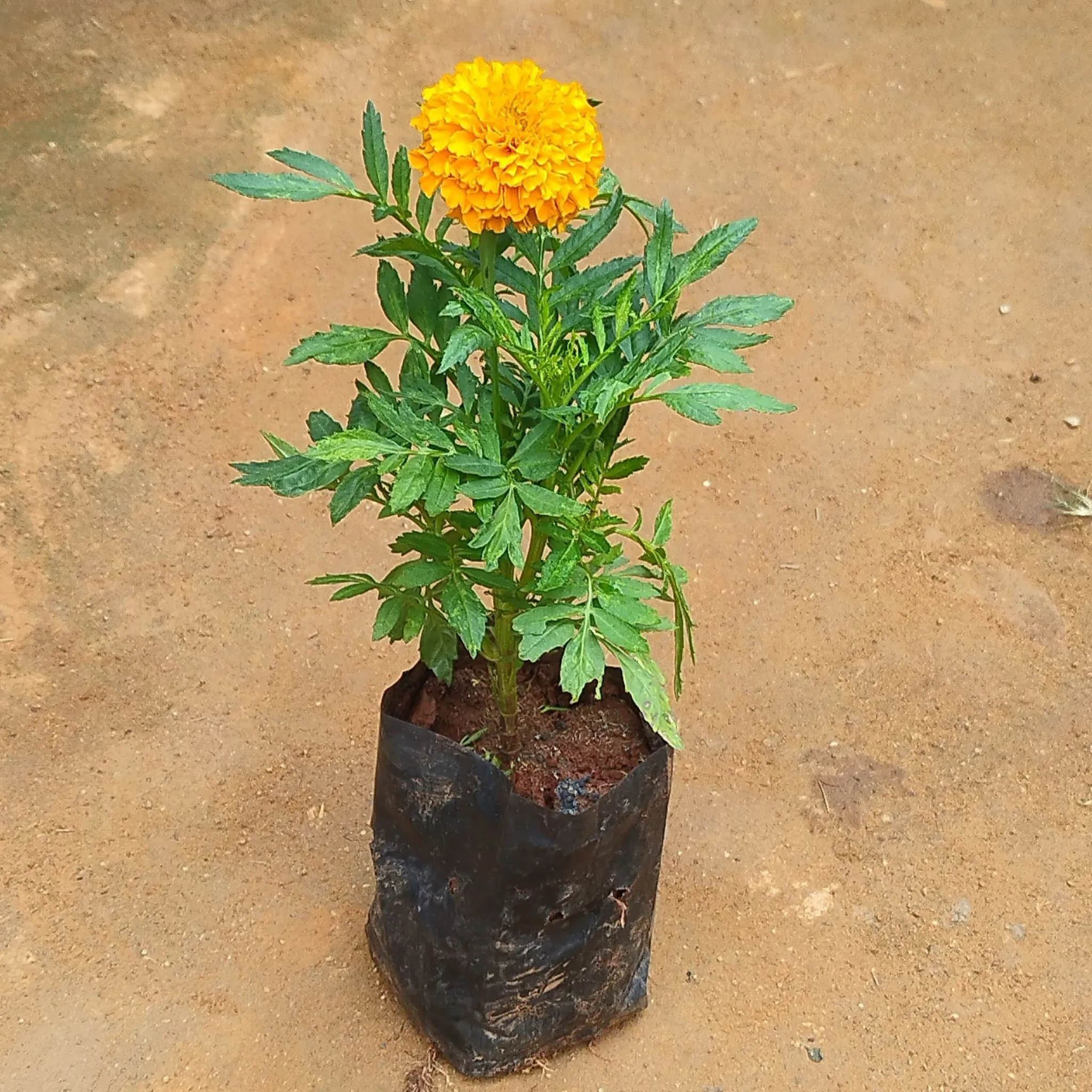 Marigold / Genda Orange in 4 Inch Nursery Bag