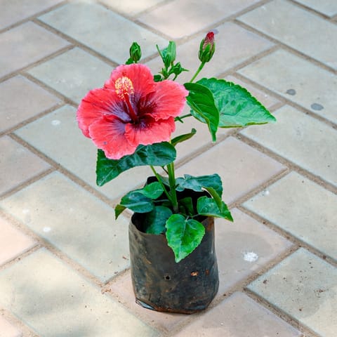 Hibiscus / Gudhal Red in 4 Inch Nursery Bag
