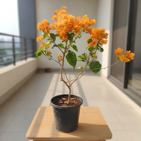 Bougainvillea Yellow in 8 Inch Nursery Pot