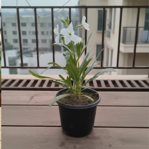 Stock White in 4 Inch Nursery Pot