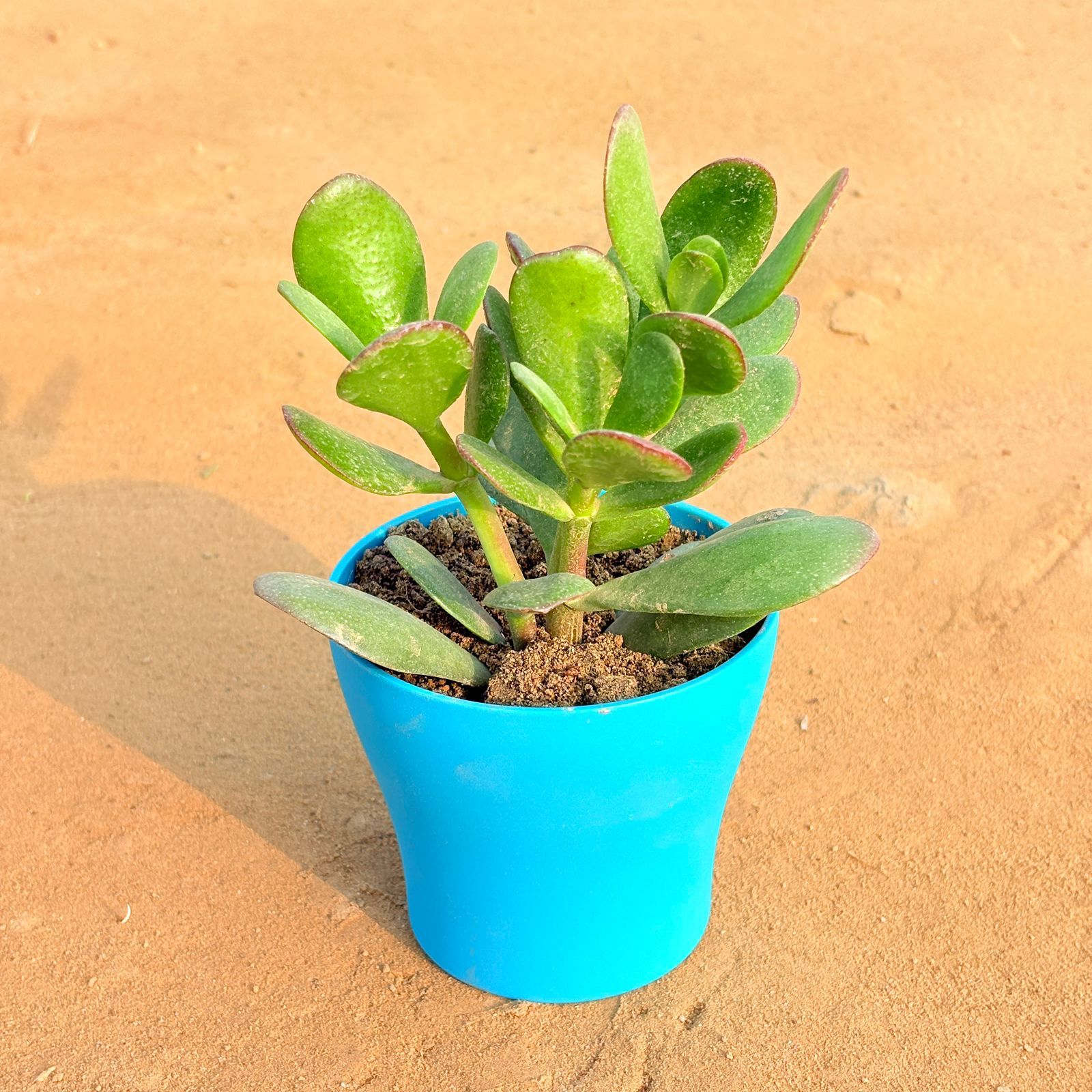 Crassula Ovata/ Dhan Kuber in 4 Inch English Blue Premium Daisy Plastic Planter