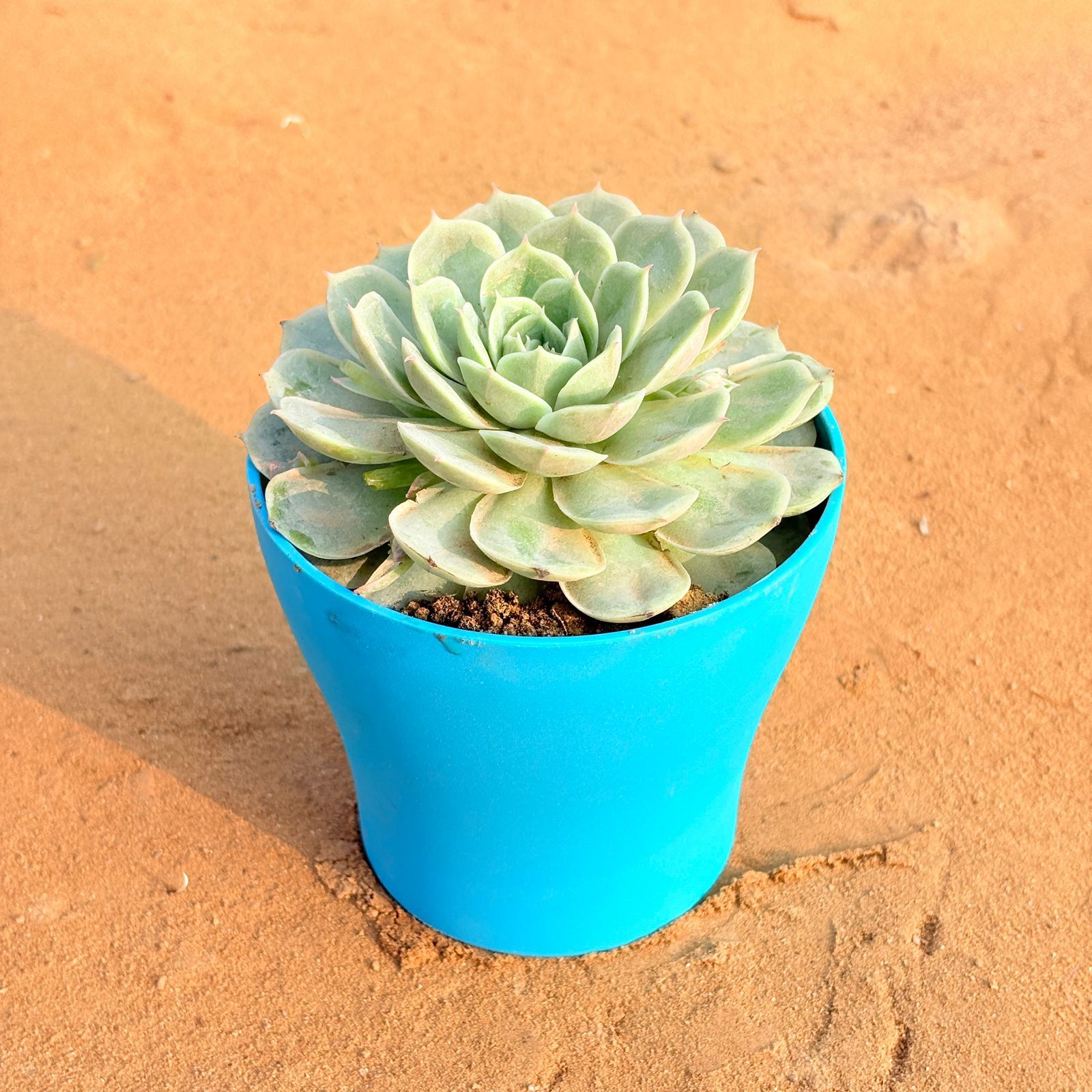 Echeveria Green Succulent in 4 Inch English Blue Premium Daisy Plastic Planter