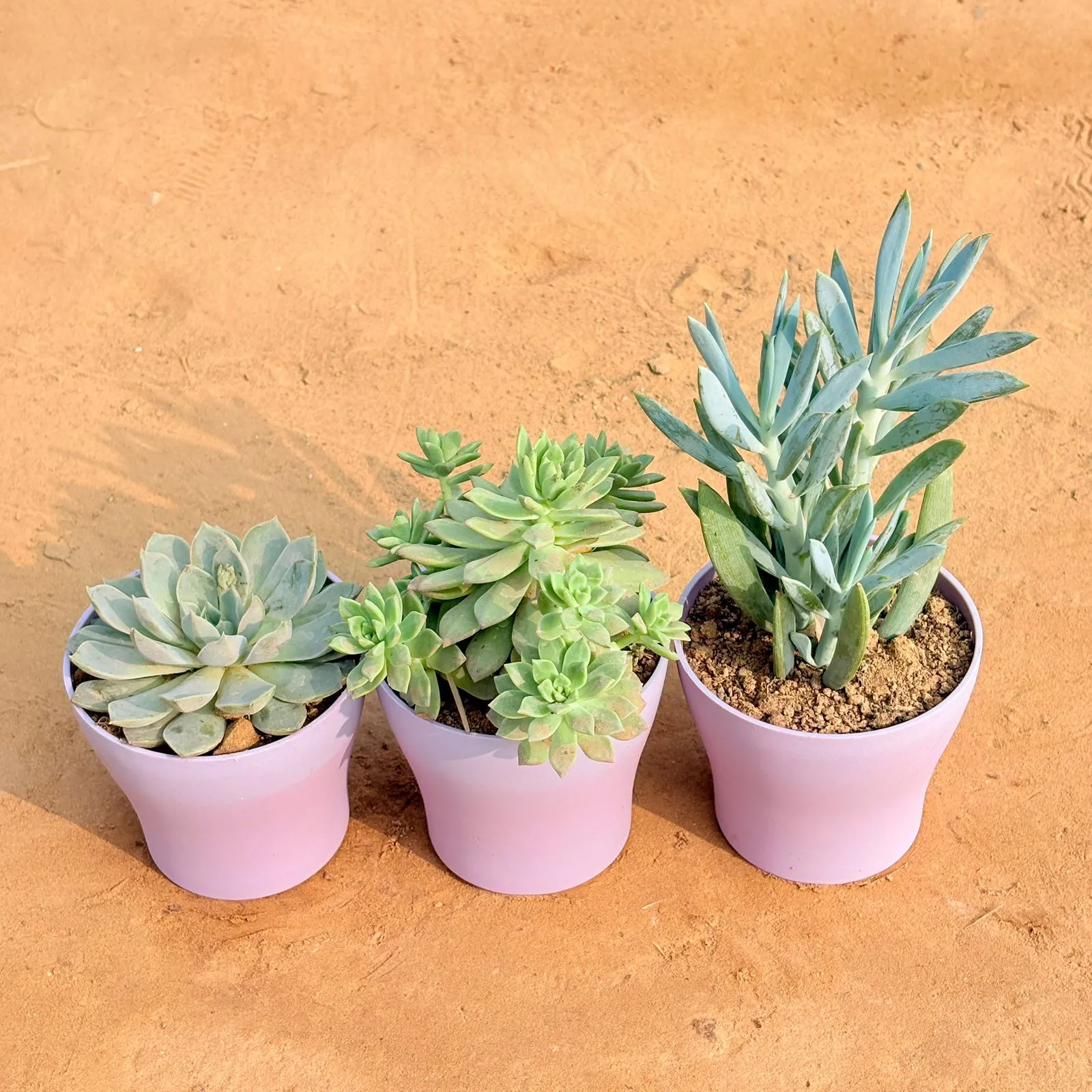 Set of 3 - Echeveria Elegans Red Tipped Succulent, Echeveria Red Succulent & Curio Repens Succulent in 4 Inch Purple Premium Daisy Plastic Planter