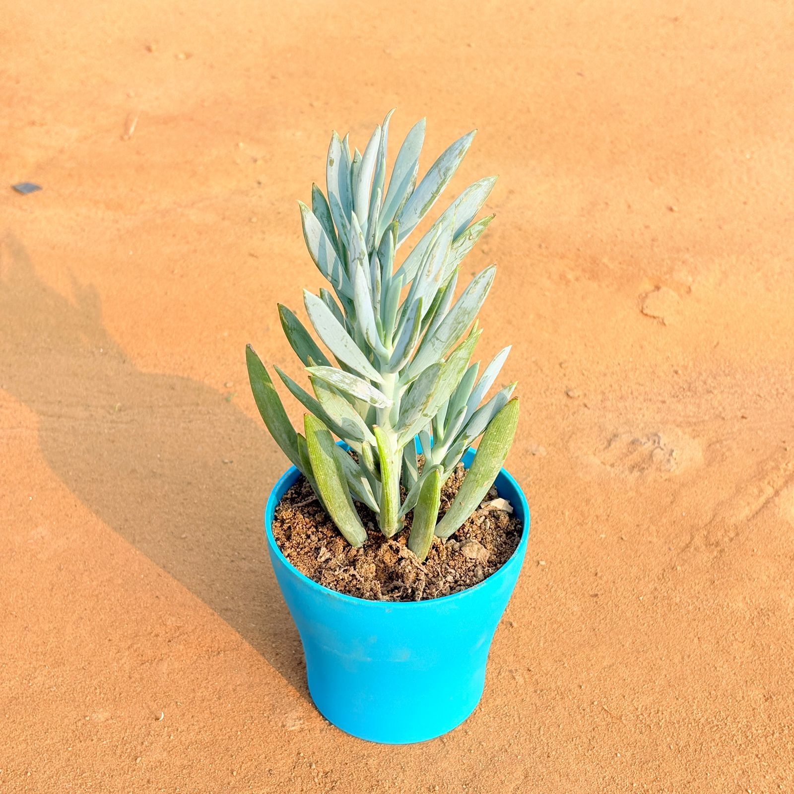 Curio Repens Succulent in 4 Inch English Blue Premium Daisy Plastic Planter