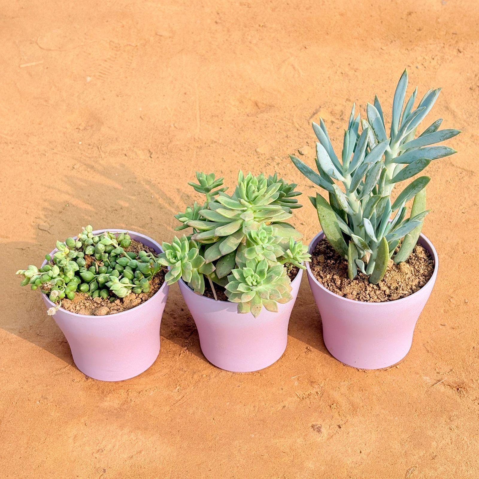 Set of 3 - String of Pearls Succulent, Echeveria Red Succulent & Curio Repens Succulent in 4 Inch Purple Premium Daisy Plastic Planter