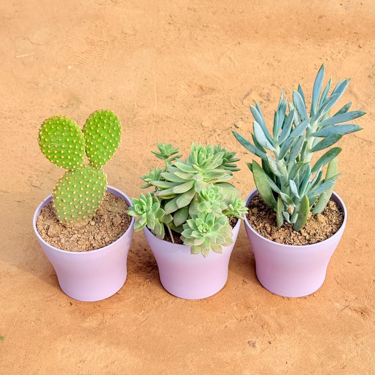 Set of 3 - Bunny Ear Cactus, Echeveria Red Succulent & Curio Repens Succulent in 4 Inch Purple Premium Daisy Plastic Planter