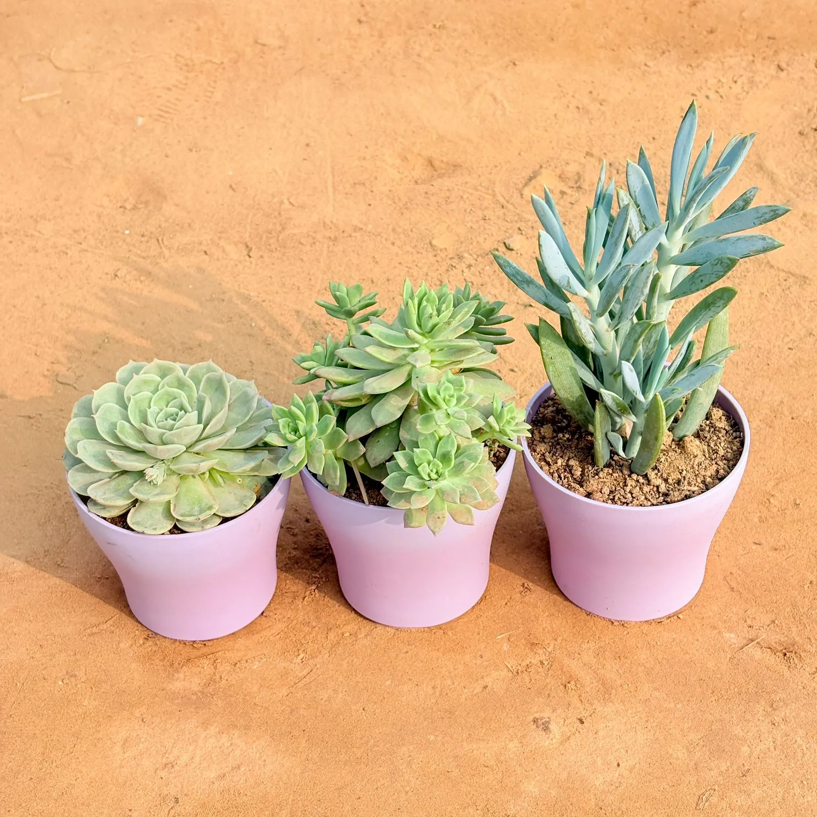 Set of 3 - Echeveria Green Succulent, Echeveria Red Succulent & Curio Repens Succulent in 4 Inch Purple Premium Daisy Plastic Planter