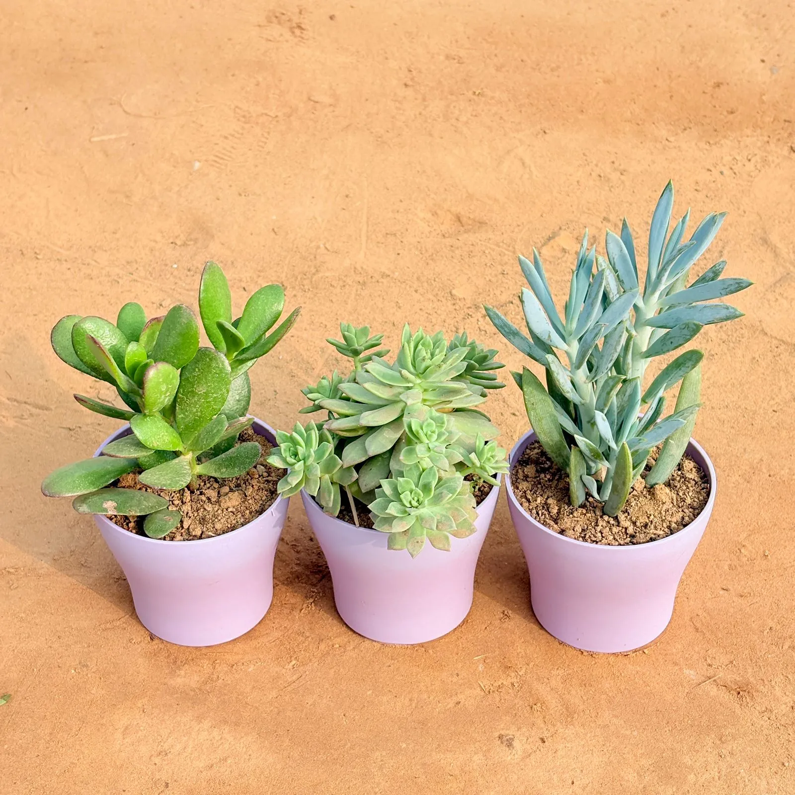 Set of 3 - Crassula Ovata/ Dhan Kuber, Echeveria Red Succulent & Curio Repens Succulent in 4 Inch Purple Premium Daisy Plastic Planter
