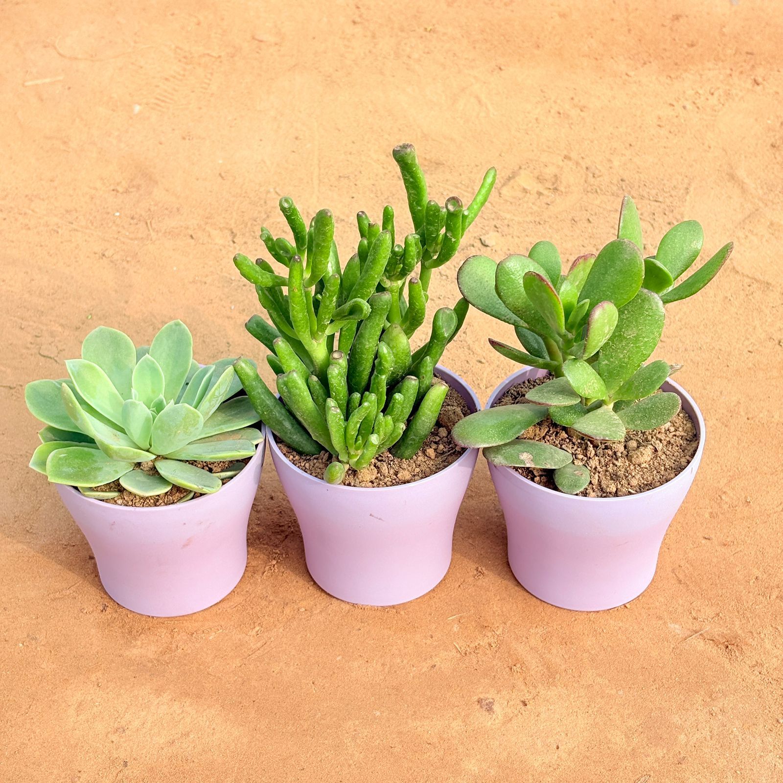 Set of 3 - Echeveria Elegans Succulent, Crassula Gollum Jade/ Finger Succulent & Crassula Ovata/ Dhan Kuber in 4 Inch Purple Premium Daisy Plastic Planter