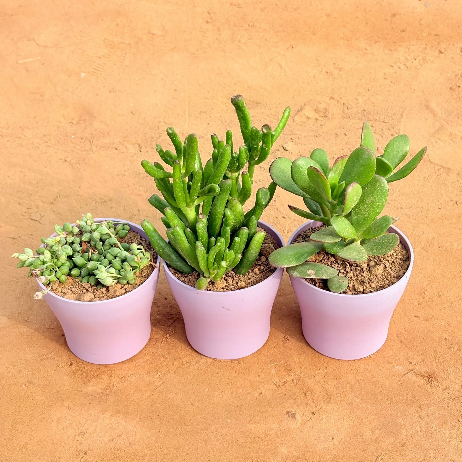 Set of 3 - String of Pearls Succulent, Crassula Gollum Jade/ Finger Succulent & Crassula Ovata/ Dhan Kuber in 4 Inch Purple Premium Daisy Plastic Planter