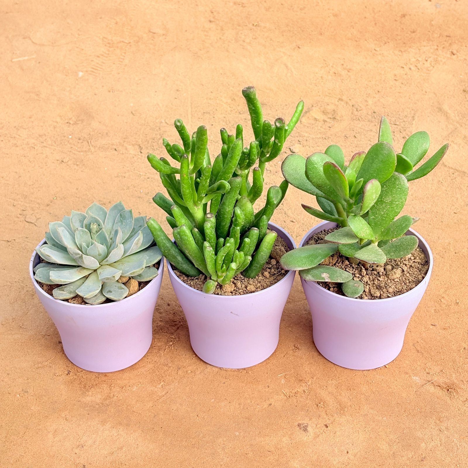 Set of 3 - Echeveria Elegans Red Tipped Succulent, Crassula Gollum Jade/ Finger Succulent & Crassula Ovata/ Dhan Kuber in 4 Inch Purple Premium Daisy Plastic Planter