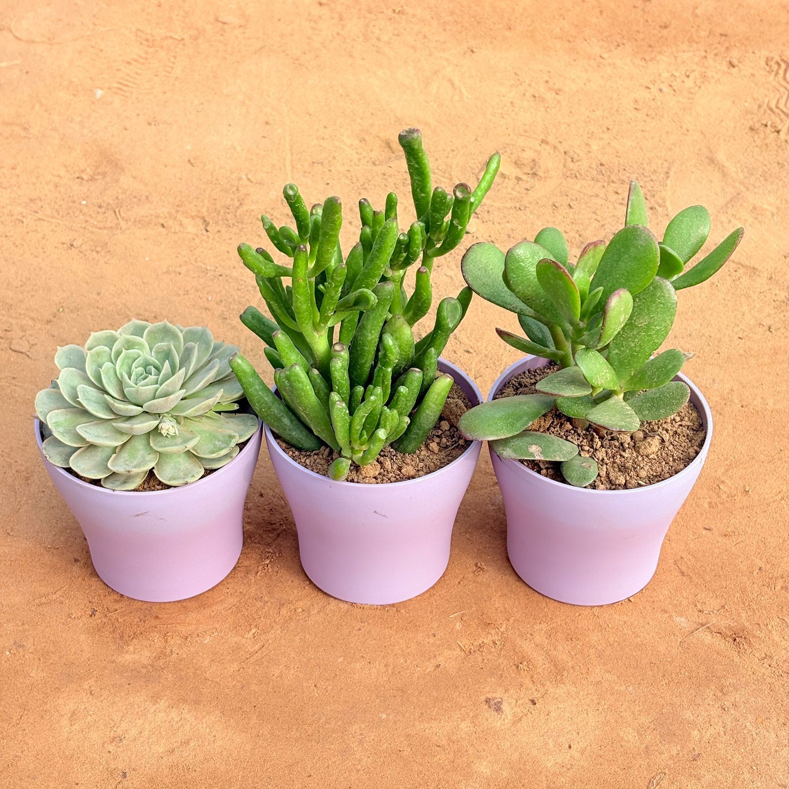 Set of 3 - Echeveria Green Succulent, Crassula Gollum Jade/ Finger Succulent & Crassula Ovata/ Dhan Kuber in 4 Inch Purple Premium Daisy Plastic Planter