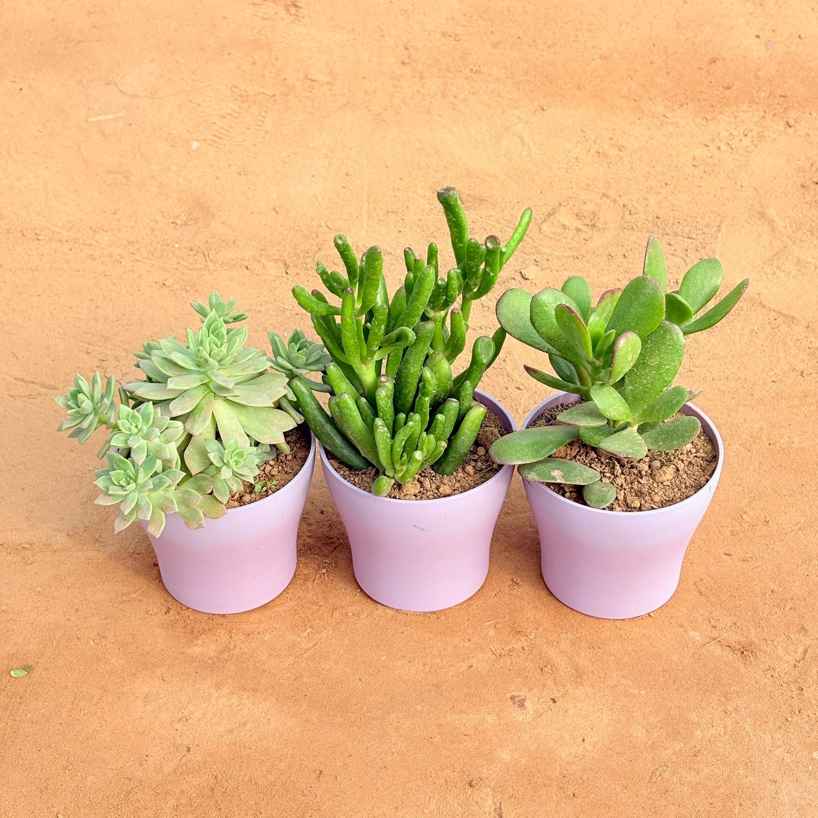 Set of 3 - Echeveria Red Succulent, Crassula Gollum Jade/ Finger Succulent & Crassula Ovata/ Dhan Kuber in 4 Inch Purple Premium Daisy Plastic Planter