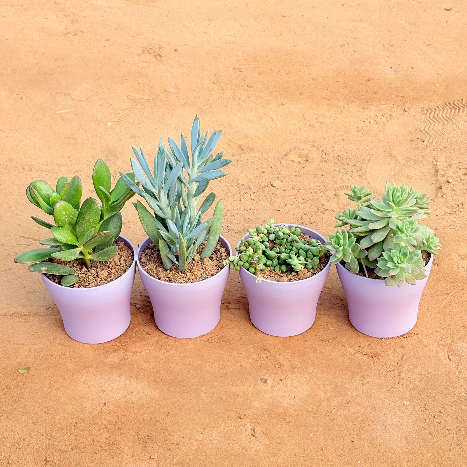 Set of 4 - Crassula Ovata/ Dhan Kuber, Curio Repens Succulent, String of Pearls Succulent & Echeveria Red Succulent in 4 Inch Purple Premium Daisy Plastic Planter