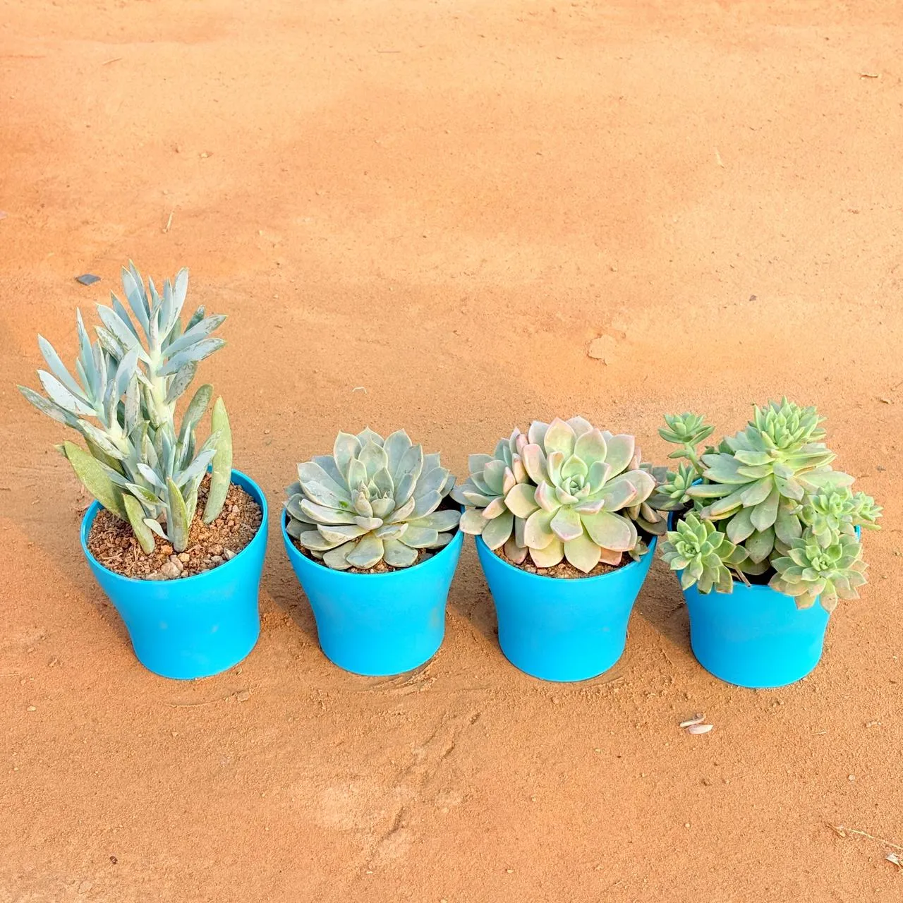 Set of 4 - Curio Repens Succulent, Echeveria Red Succulent, Echeveria Albicans Succulent & Echeveria Elegans Red Tipped Succulent in 4 Inch English Blue Premium Daisy Plastic Planter