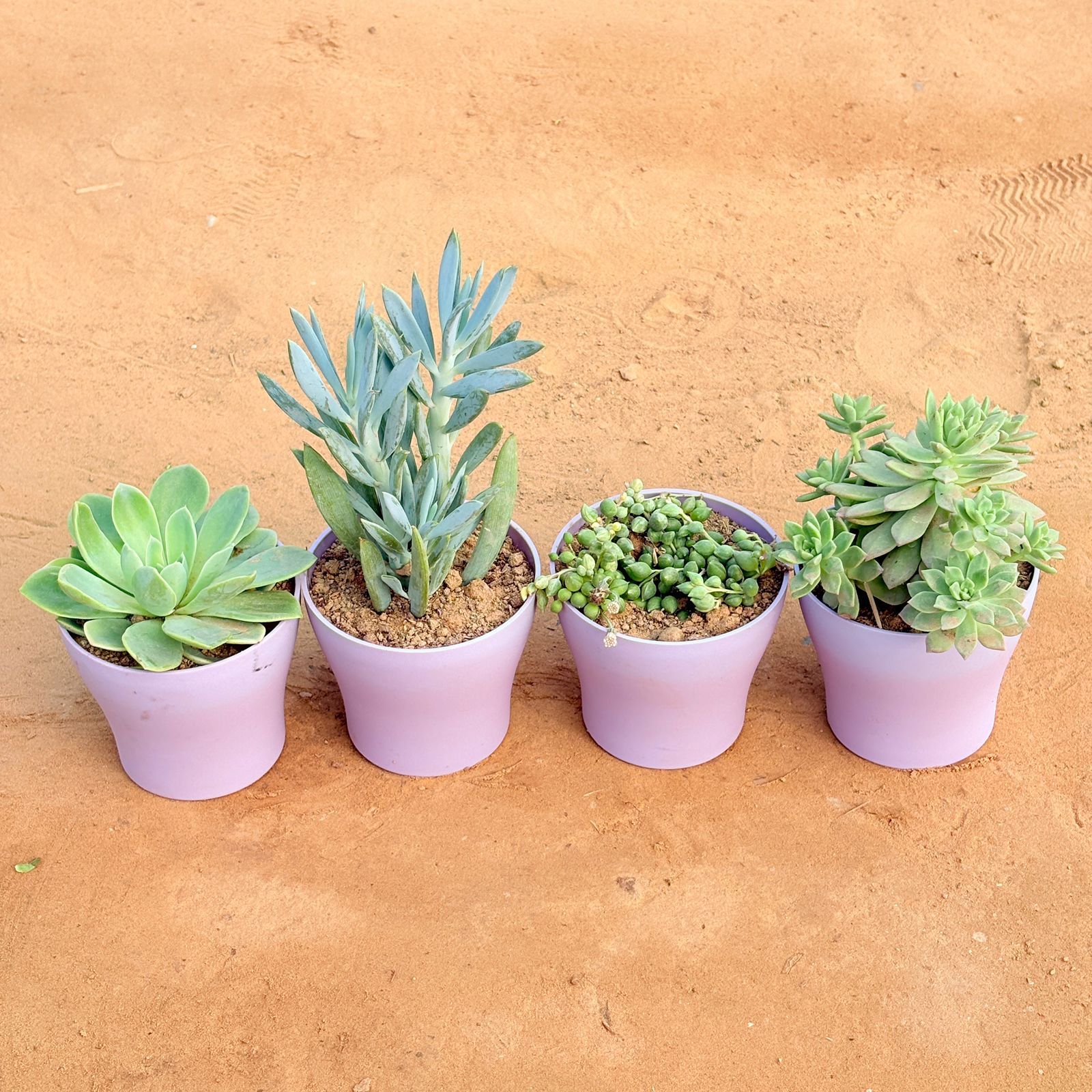 Set of 4 - Echeveria Elegans Succulent, Curio Repens Succulent, String of Pearls Succulent & Echeveria Red Succulent in 4 Inch Purple Premium Daisy Plastic Planter