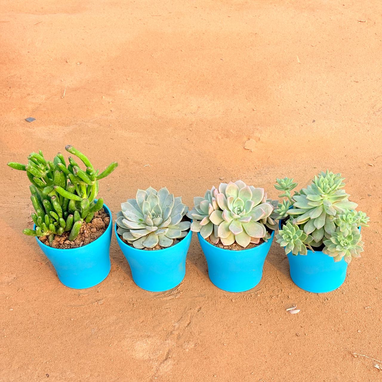 Set of 4 - Crassula Gollum Jade/ Finger Succulent, Echeveria Red Succulent, Echeveria Albicans Succulent & Echeveria Elegans Red Tipped Succulent in 4 Inch English Blue Premium Daisy Plastic Planter