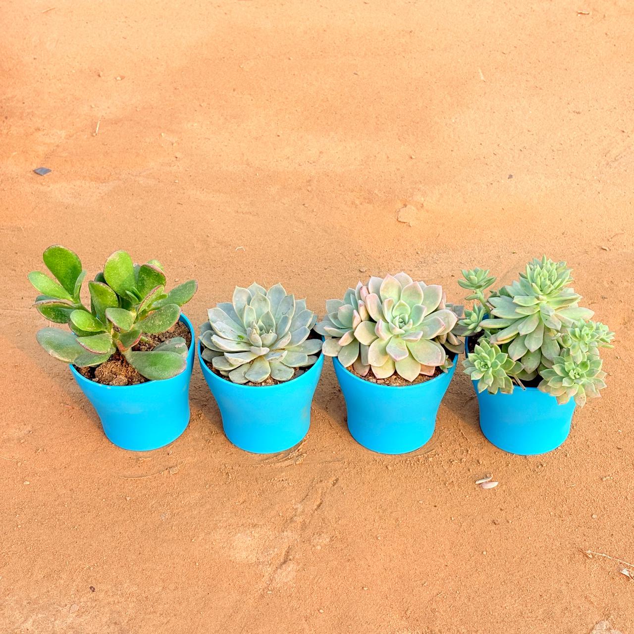 Set of 4 - Crassula Ovata/ Dhan Kuber, Echeveria Red Succulent, Echeveria Albicans Succulent & Echeveria Elegans Red Tipped Succulent in 4 Inch English Blue Premium Daisy Plastic Planter