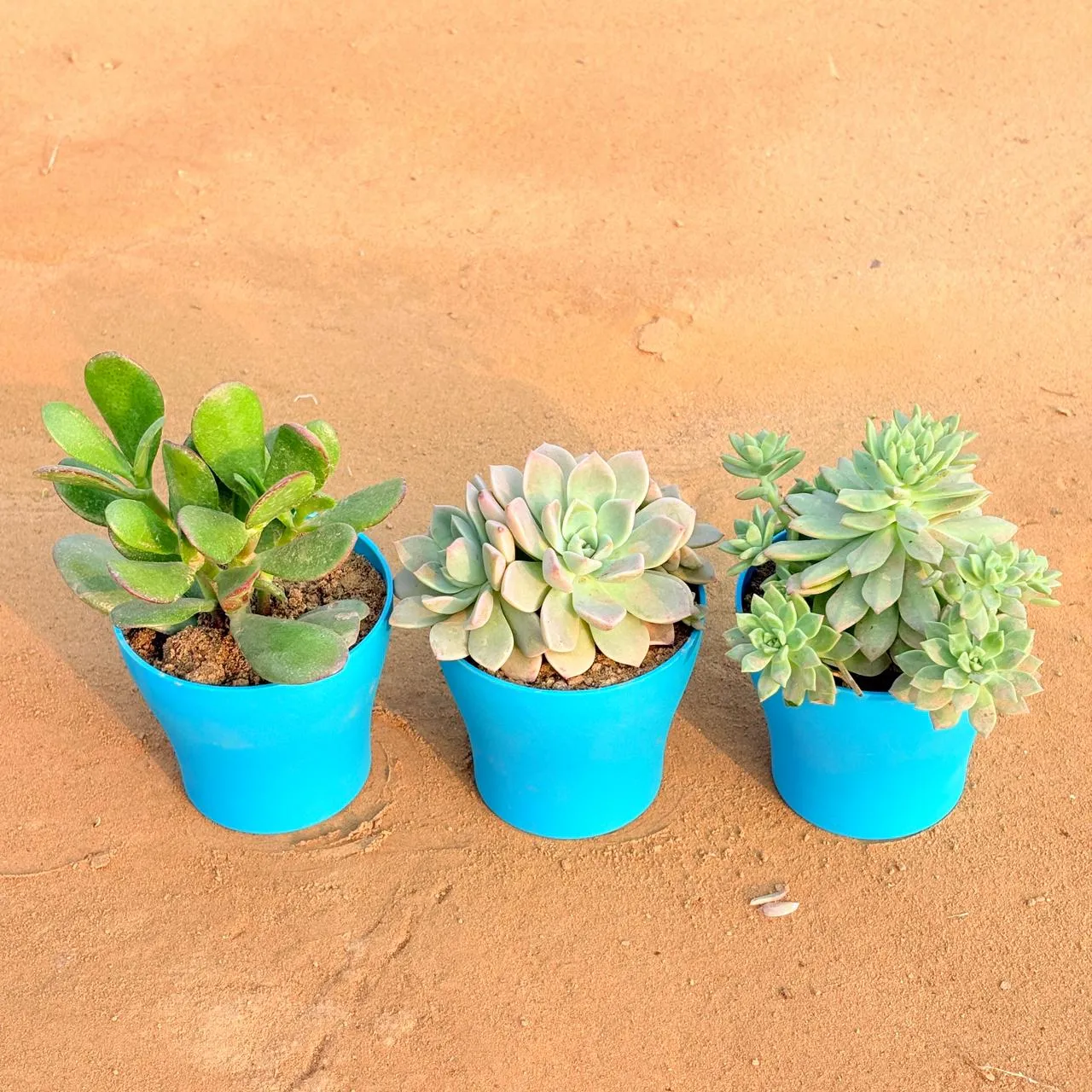 Set of 3 - Echeveria Albicans Succulent, Echeveria Red Succulent & Crassula Ovata/ Dhan Kuber in 4 Inch English Blue Premium Daisy Plastic Planter