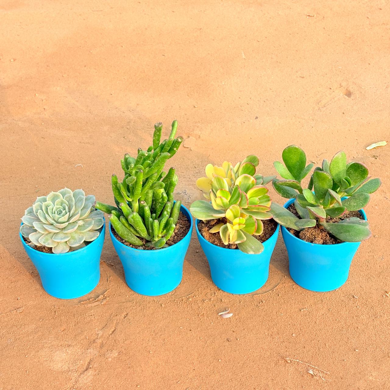 Set of 4 - Echeveria Green Succulent, Crassula Gollum Jade/ Finger Succulent, Crassula Variegated Succulent & Crassula Ovata/ Dhan Kuber in 4 Inch English Blue Premium Daisy Plastic Planter