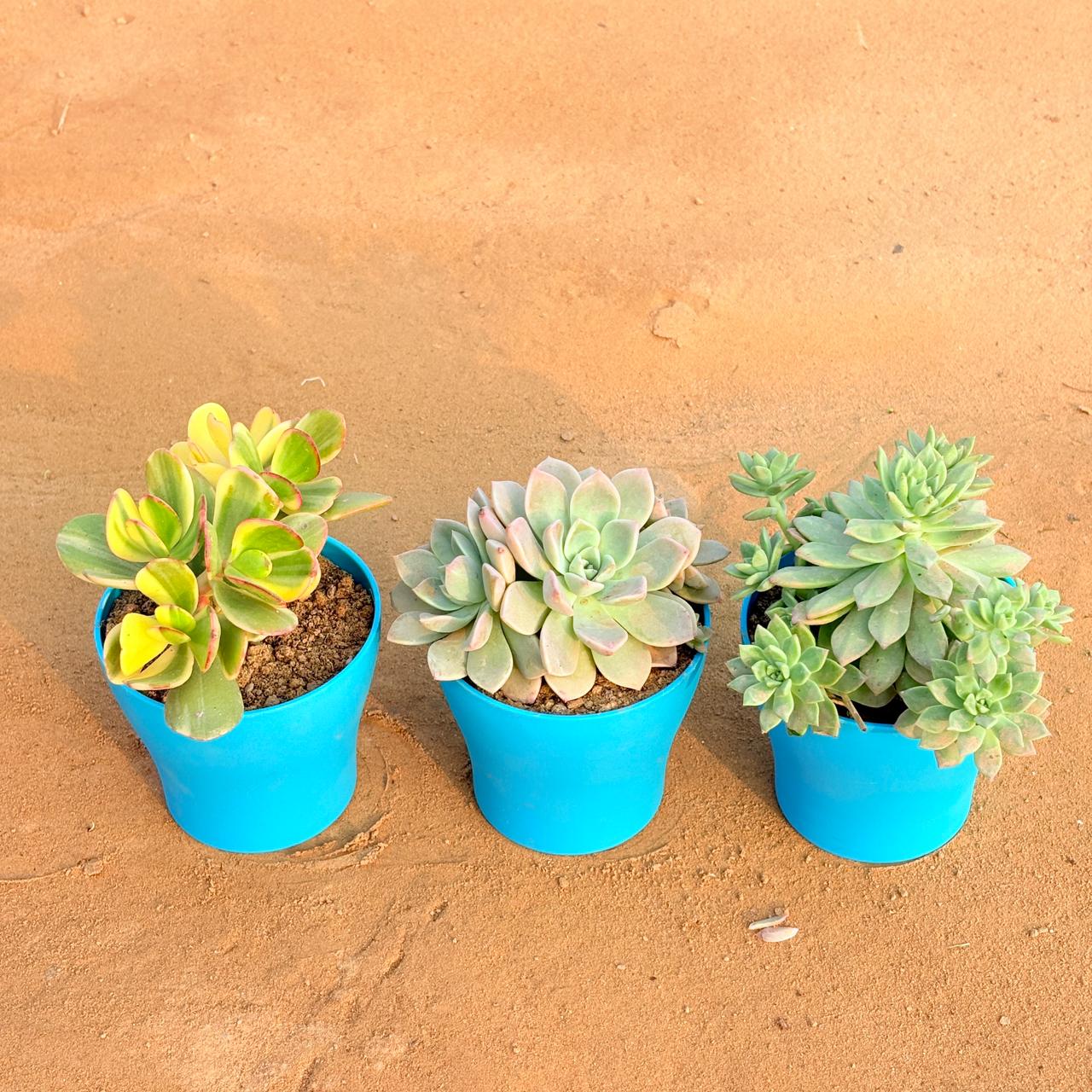 Set of 3 - Crassula Variegated Succulent, Echeveria Albicans Succulent & Echeveria Red Succulent in 4 Inch English Blue Premium Daisy Plastic Planter