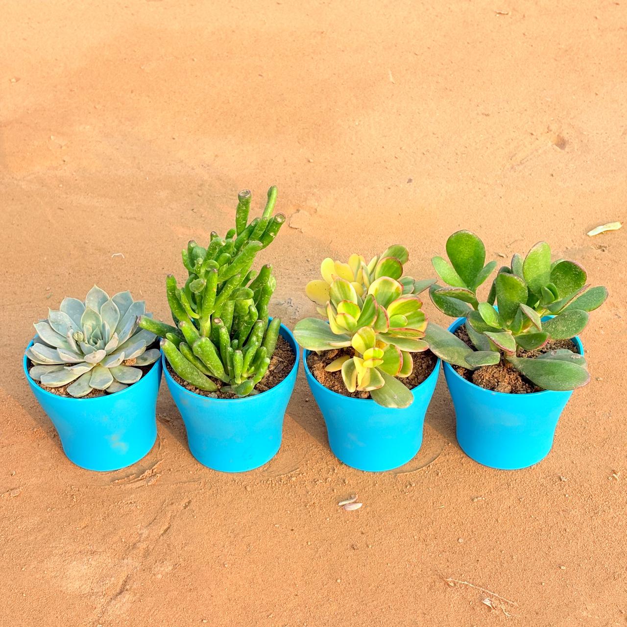 Set of 4 - Echeveria Elegans Red Tipped Succulent, Crassula Gollum Jade/ Finger Succulent, Crassula Variegated Succulent & Crassula Ovata/ Dhan Kuber in 4 Inch English Blue Premium Daisy Plastic Planter