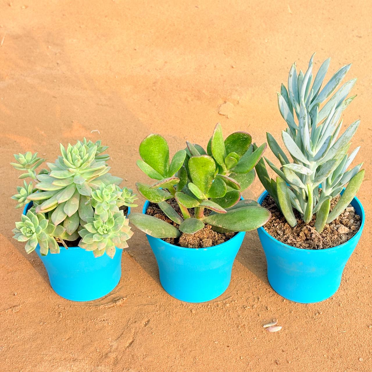 Set of 3 - Echeveria Red Succulent, Curio Repens Succulent & Crassula Ovata/ Dhan Kuber in 4 Inch English Blue Premium Daisy Plastic Planter