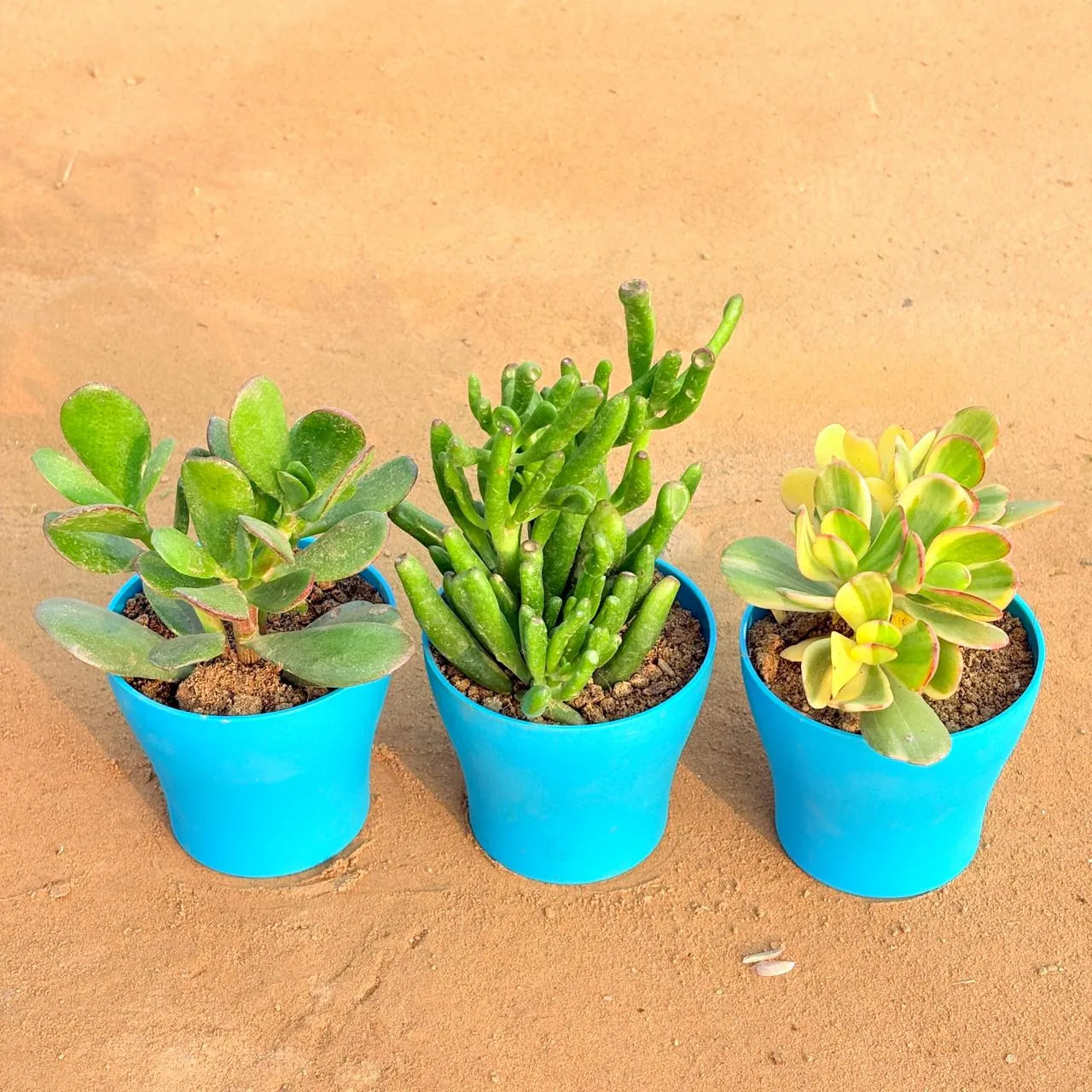 Set of 3 - Crassula Ovata/ Dhan Kuber, Crassula Variegated Succulent & Crassula Gollum Jade/ Finger Succulent in 4 Inch English Blue Premium Daisy Plastic Planter