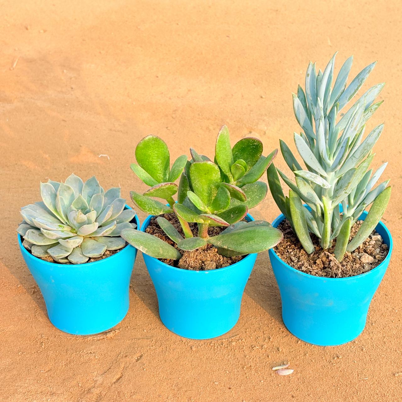 Set of 3 - Echeveria Elegans Red Tipped Succulent, Curio Repens Succulent & Crassula Ovata/ Dhan Kuber in 4 Inch English Blue Premium Daisy Plastic Planter