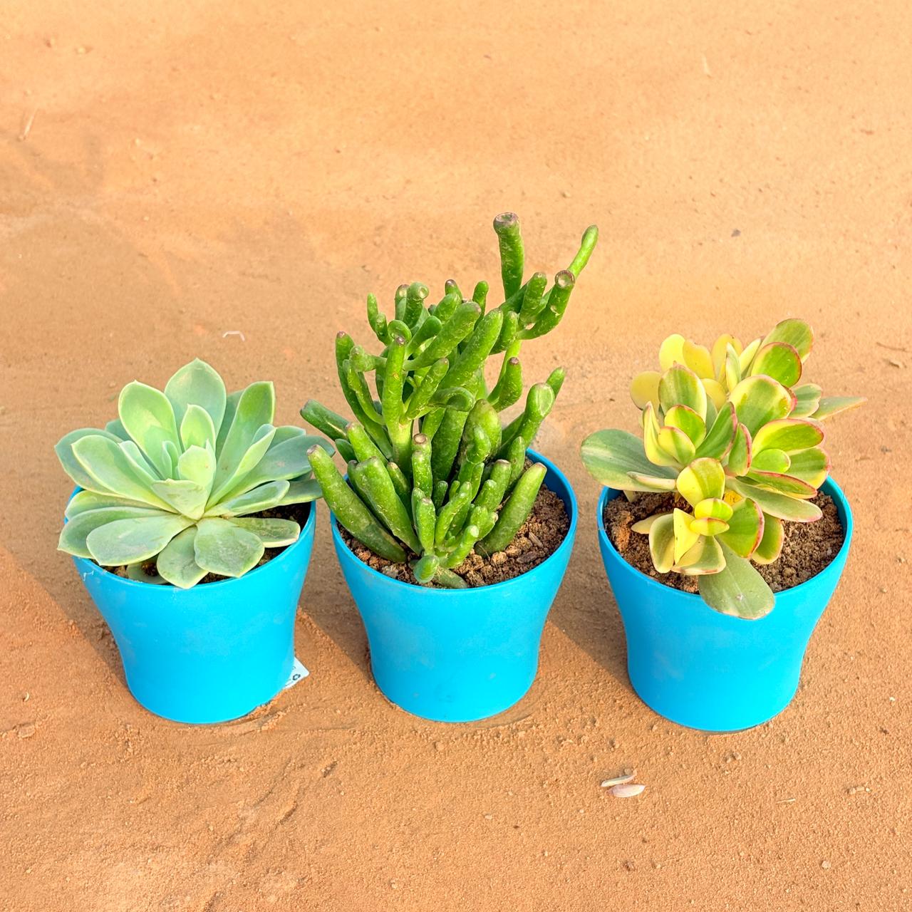Set of 3 - Echeveria Elegans Succulent, Crassula Variegated Succulent & Crassula Gollum Jade/ Finger Succulent in 4 Inch English Blue Premium Daisy Plastic Planter
